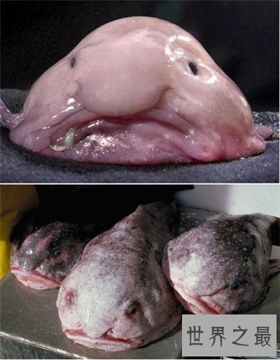 【图】天眼猫是什么意思 生下没多久就难以存活