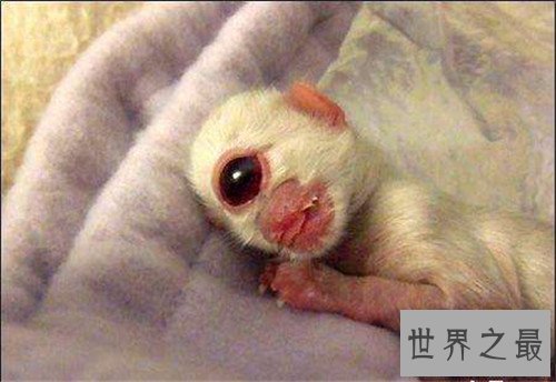 【图】天眼猫是什么意思 生下没多久就难以存活