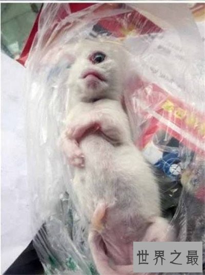 【图】天眼猫是什么意思 生下没多久就难以存活