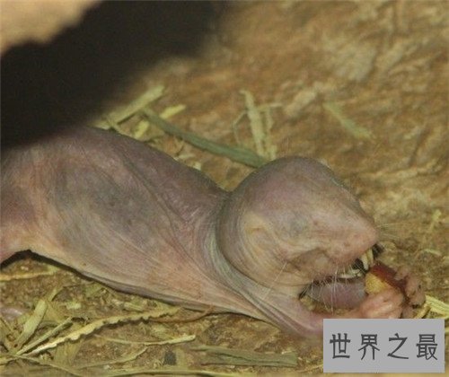 【图】天眼猫是什么意思 生下没多久就难以存活