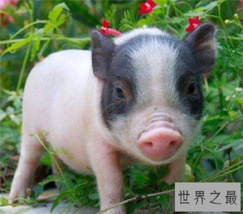 【图】微型猪具备更高的价值 年轻人青睐当宠物猪饲养