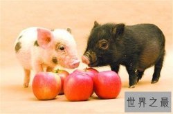 【图】微型猪具有更高的价值 年轻人喜欢当宠物猪饲养