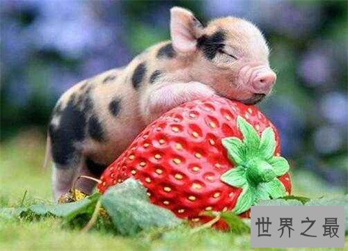 【图】微型猪具备更高的价值 年轻人青睐当宠物猪饲养