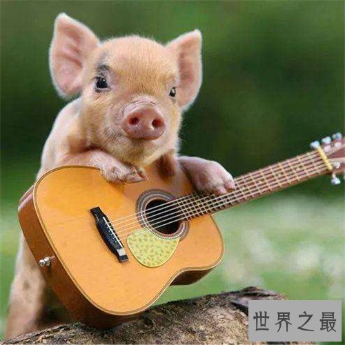 【图】微型猪具备更高的价值 年轻人青睐当宠物猪饲养