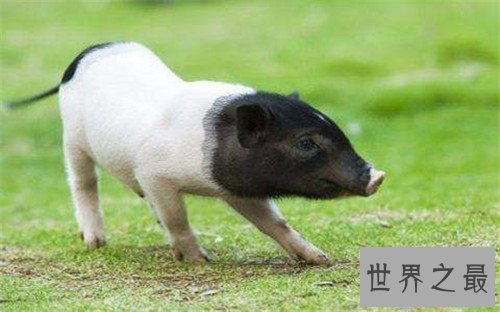 【图】微型猪具备更高的价值 年轻人青睐当宠物猪饲养