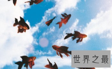 【图】空中降鱼 天上免费送食物真的发生了