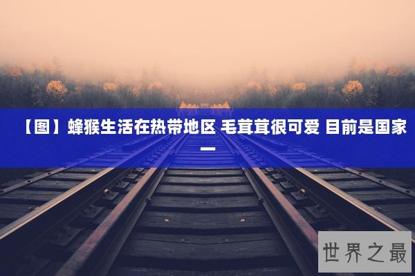 【图】蜂猴生活在热带地区 毛茸茸很可爱 目前是国家一