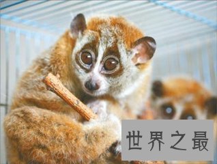 【图】蜂猴生存在寒带地区 毛茸茸很可恶 目前是国家一