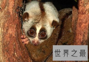 【图】蜂猴生存在寒带地区 毛茸茸很可恶 目前是国家一