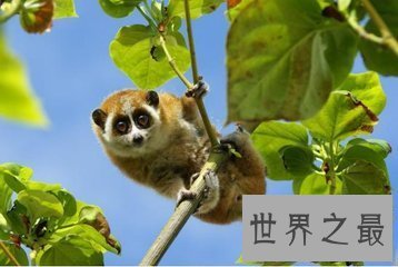 【图】蜂猴生存在寒带地区 毛茸茸很可恶 目前是国家一