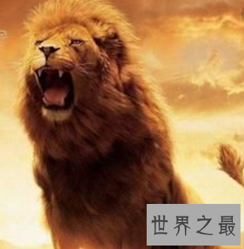 【图】草原之王巴巴里狮子 世界最大的狮子竟被人类逼