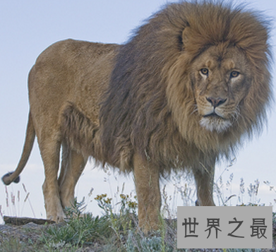 【图】草原之王巴巴里狮子 世界最大的狮子竟被人类逼