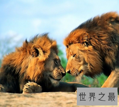 【图】草原之王巴巴里狮子 世界最大的狮子竟被人类逼