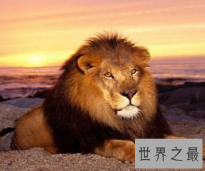 【图】草原之王巴巴里狮子 世界最大的狮子竟被人类逼