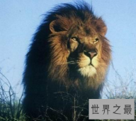 【图】草原之王巴巴里狮子 世界最大的狮子竟被人类逼