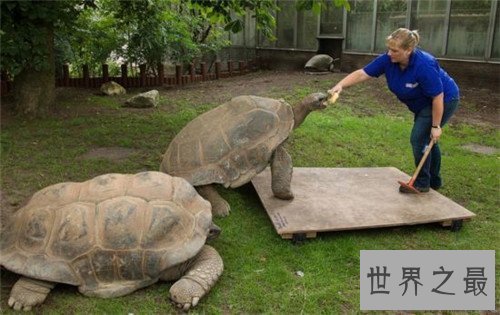 【图】世界上最大的乌龟称作象龟 生存在海岛上却喝淡