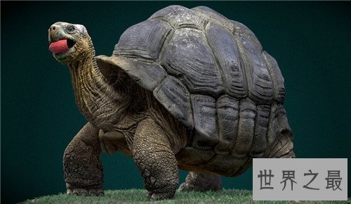 【图】世界上最大的乌龟称作象龟 生存在海岛上却喝淡