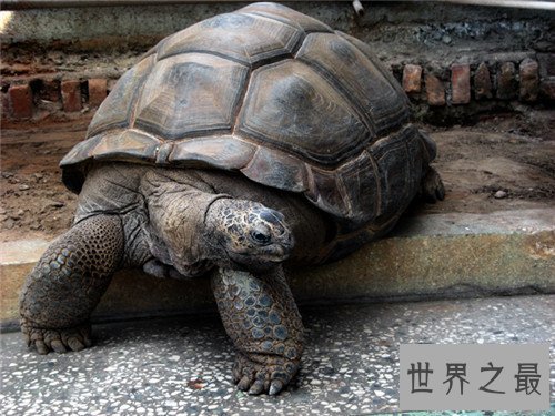 【图】世界上最大的乌龟称作象龟 生存在海岛上却喝淡