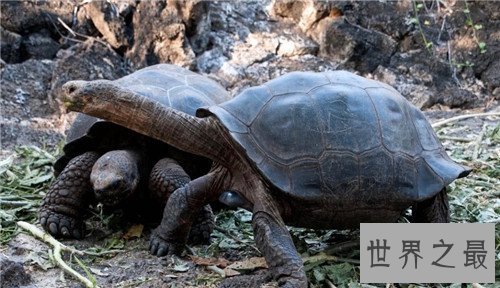 【图】世界上最大的乌龟称作象龟 生存在海岛上却喝淡