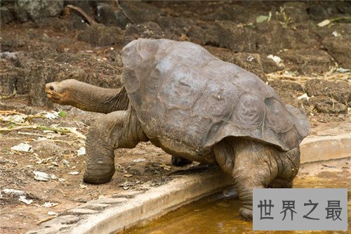 【图】世界上最大的乌龟称作象龟 生存在海岛上却喝淡