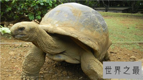 【图】世界上最大的乌龟称作象龟 生存在海岛上却喝淡