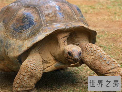 【图】世界上最大的乌龟称作象龟 生存在海岛上却喝淡