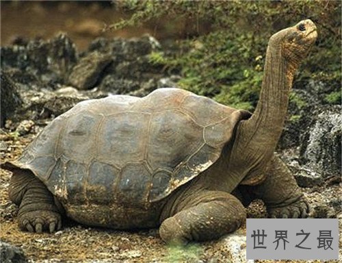 【图】世界上最大的乌龟称作象龟 生存在海岛上却喝淡