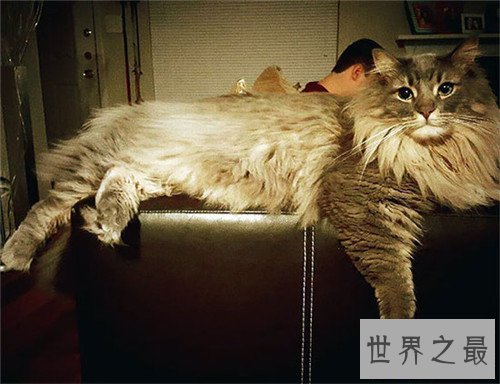 【图】世界上最大的猫是什么品种 最长可达123厘米
