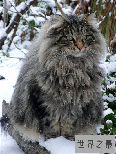 【图】世界上最大的猫是什么品种 最长可达123厘米