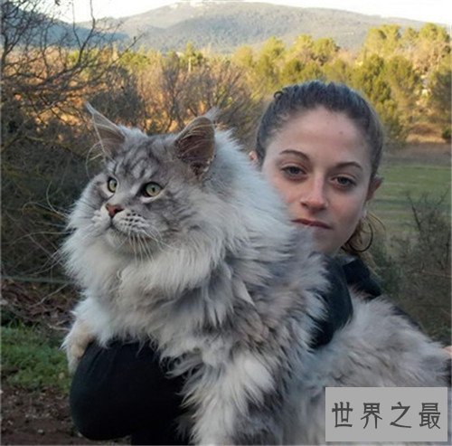 【图】世界上最大的猫是什么品种 最长可达123厘米