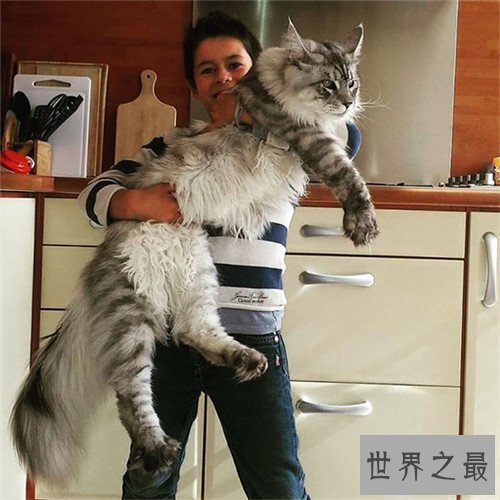 【图】世界上最大的猫是什么品种 最长可达123厘米