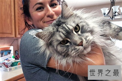 【图】世界上最大的猫是什么品种 最长可达123厘米