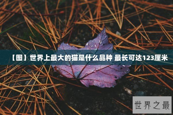 【图】世界上最大的猫是什么品种 最长可达123厘米