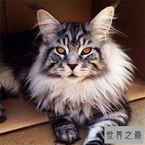 【图】世界上最大的猫是什么品种 最长可达123厘米