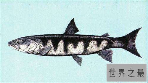 【图】哲罗鲑鱼价钱高达200一斤 现在已胜利获得人工繁