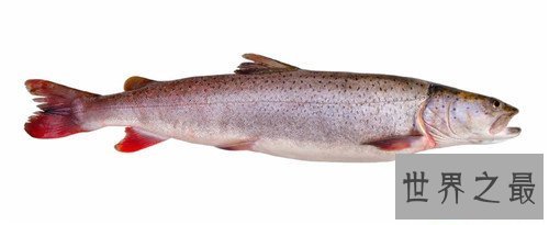 【图】哲罗鲑鱼价钱高达200一斤 现在已胜利获得人工繁
