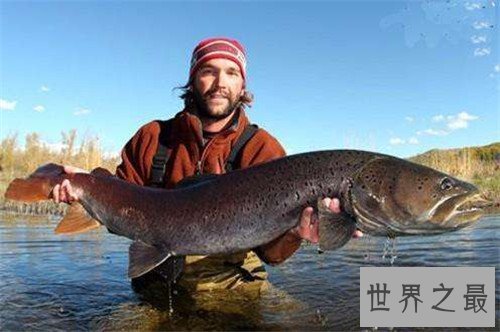 【图】哲罗鲑鱼价钱高达200一斤 现在已胜利获得人工繁