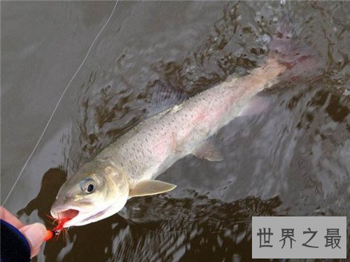 【图】哲罗鲑鱼价钱高达200一斤 现在已胜利获得人工繁