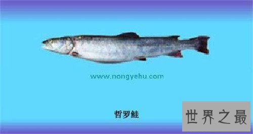 【图】哲罗鲑鱼价钱高达200一斤 现在已胜利获得人工繁