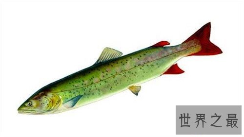 【图】哲罗鲑鱼价钱高达200一斤 现在已胜利获得人工繁
