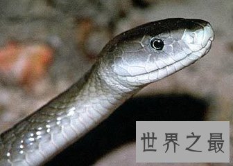 【图】喜马拉雅白头蛇 中国最毒的毒蛇