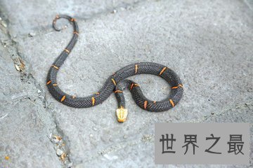 【图】喜马拉雅白头蛇 中国最毒的毒蛇