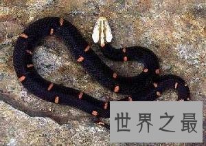 【图】喜马拉雅白头蛇 中国最毒的毒蛇