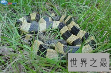 【图】喜马拉雅白头蛇 中国最毒的毒蛇