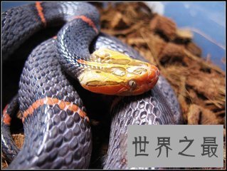 【图】喜马拉雅白头蛇 中国最毒的毒蛇