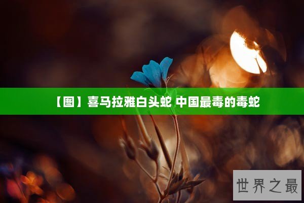 【图】喜马拉雅白头蛇 中国最毒的毒蛇