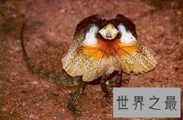 【图】喜马拉雅白头蛇 中国最毒的毒蛇