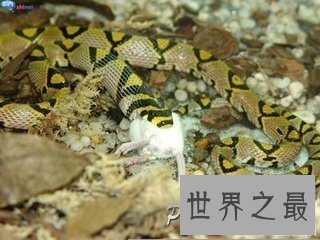 【图】喜马拉雅白头蛇 中国最毒的毒蛇