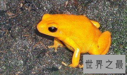 【图】幽灵箭毒蛙 表面越难看的生物越含有剧毒
