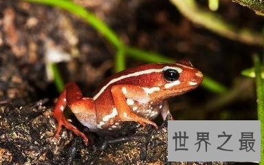 【图】幽灵箭毒蛙 表面越难看的生物越含有剧毒